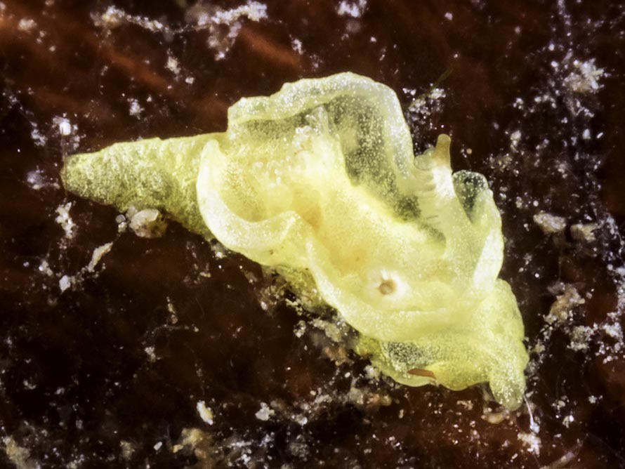 Pelagella sp. 1